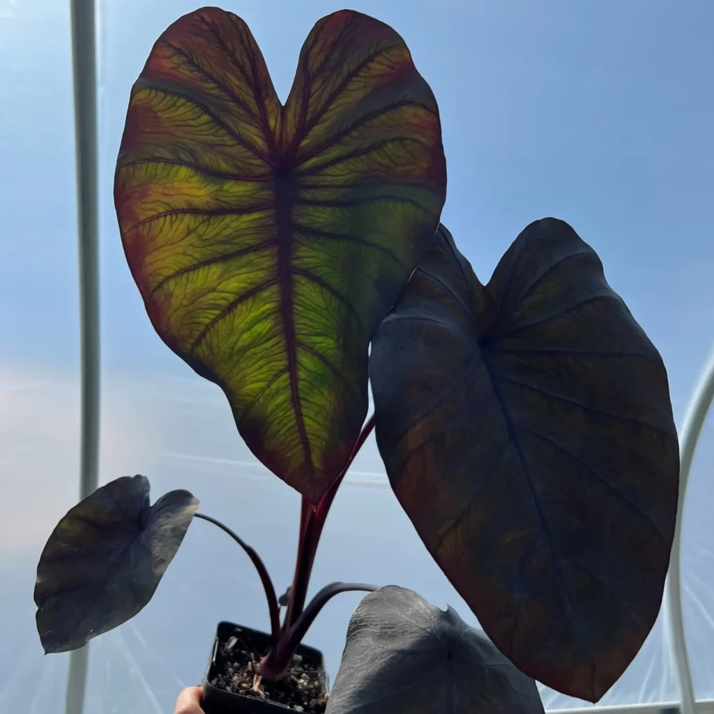 elephant ear black magic plant