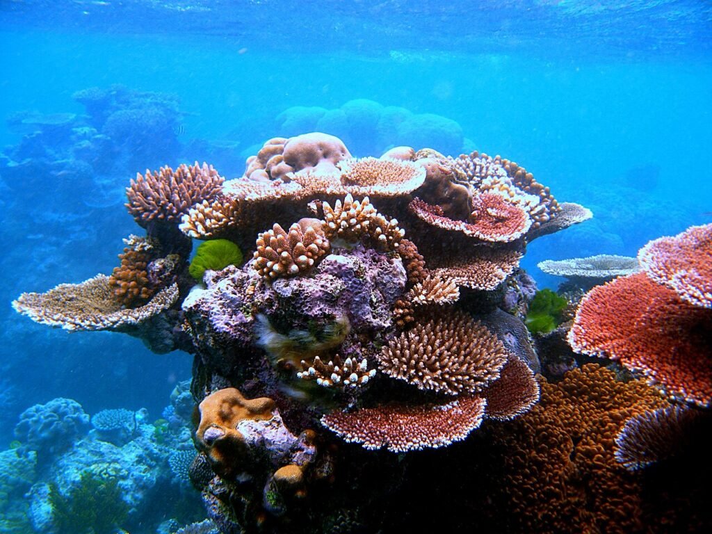 coral reef plants