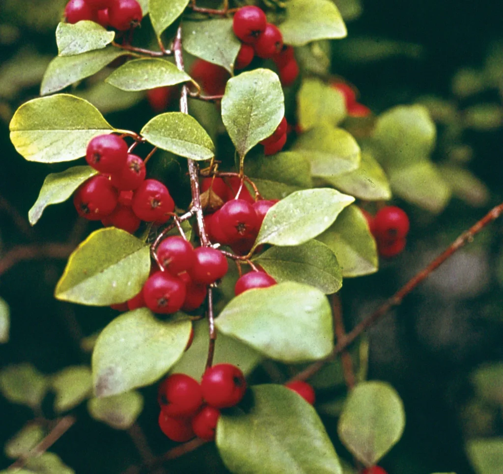 cotoneaster plant