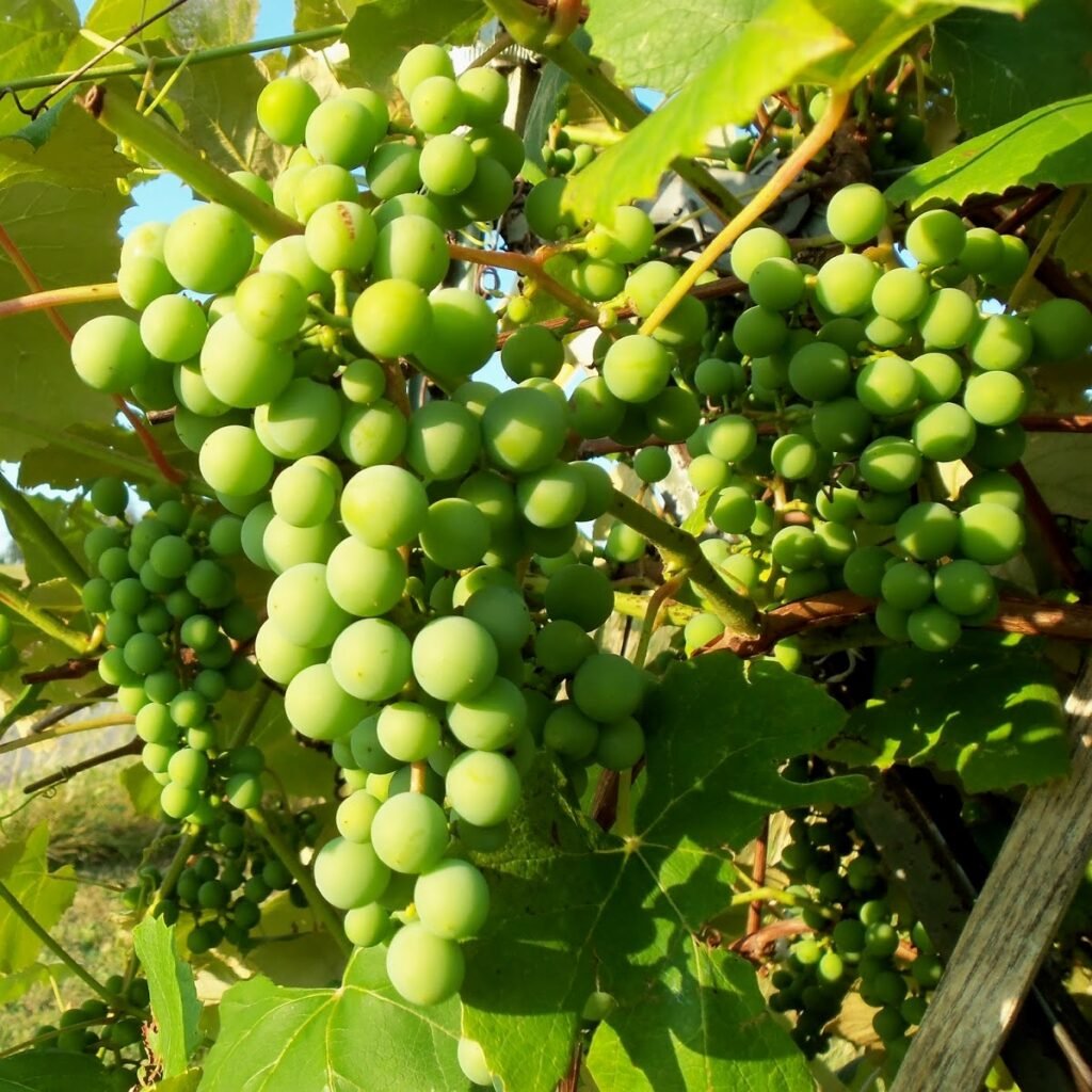 grape plant trellis