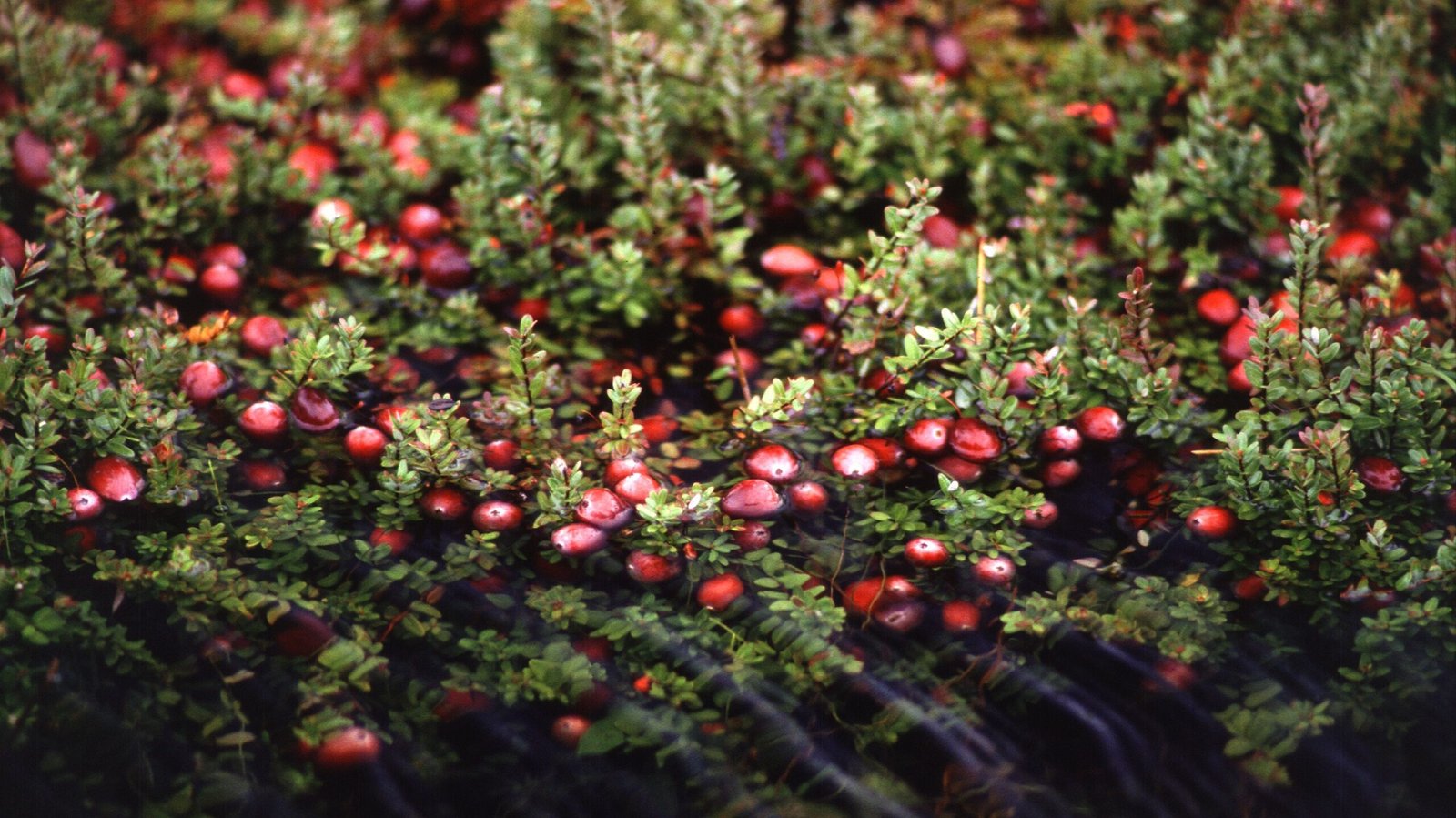 cranberry plant