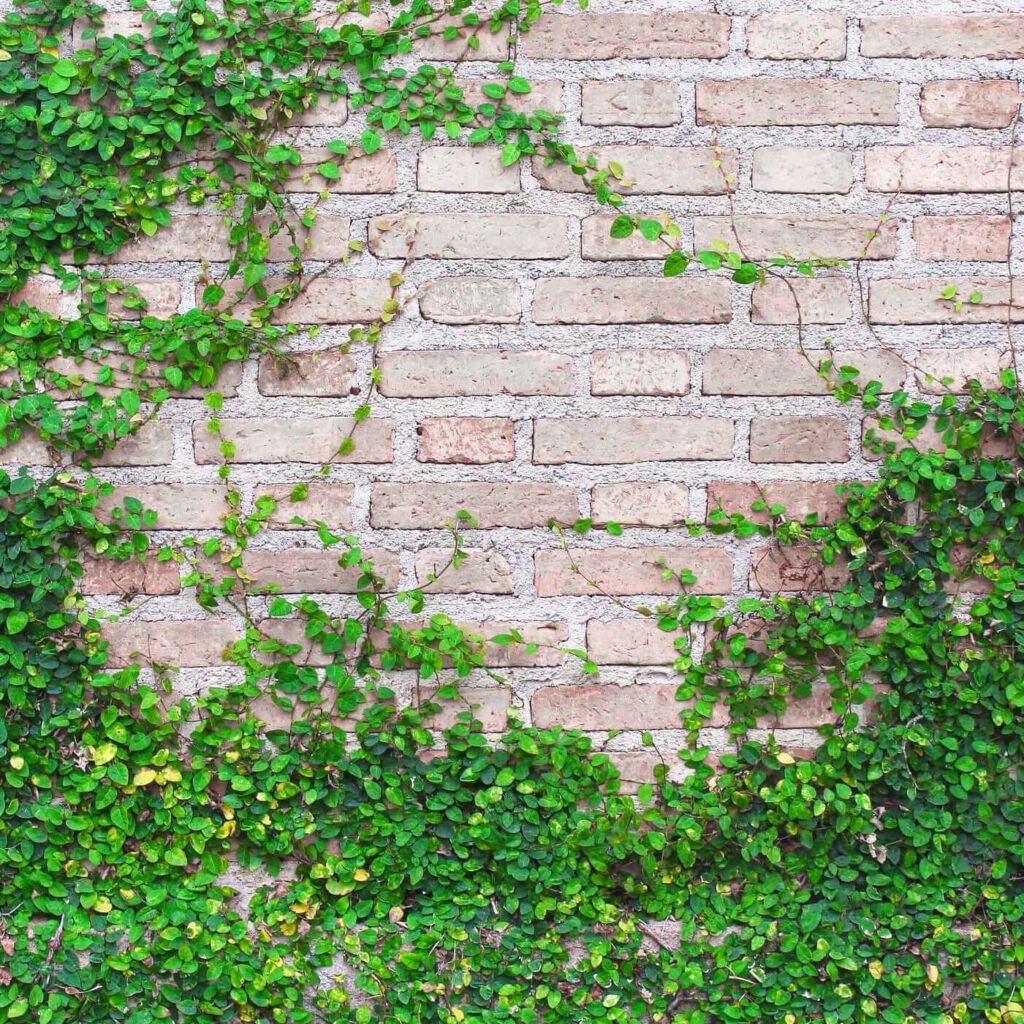 creeper fig plant