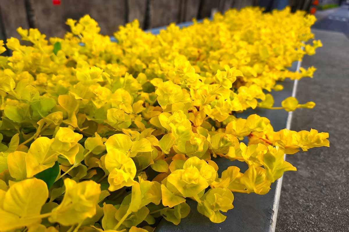 creeping jenny plant