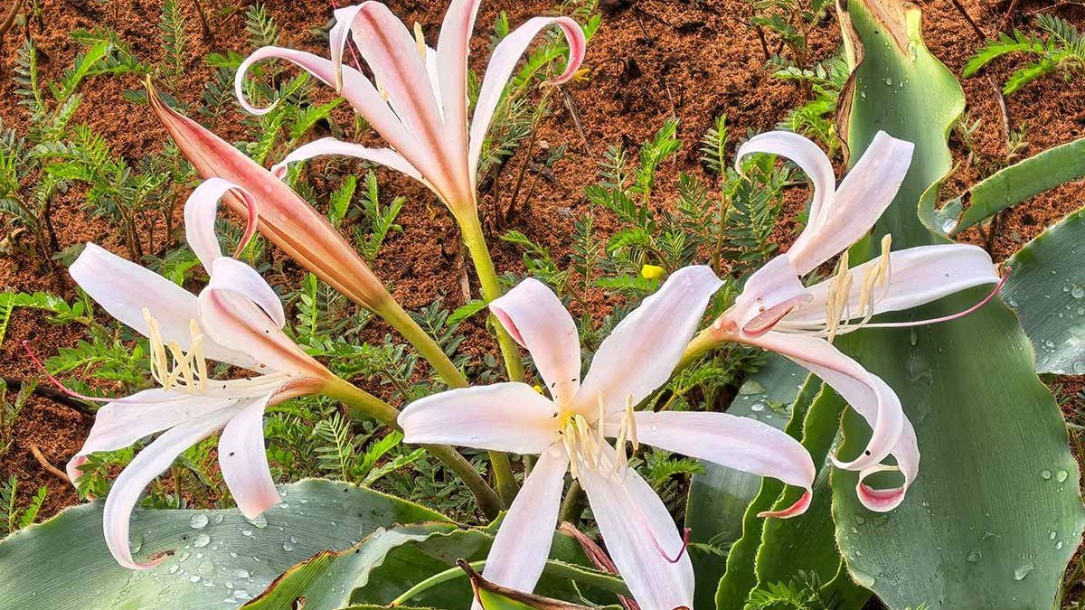 crinum lily plant