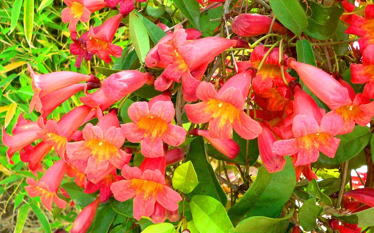 crossvine plant