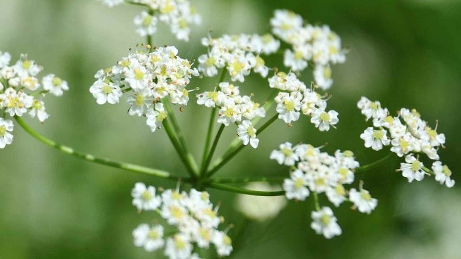 cumin plant