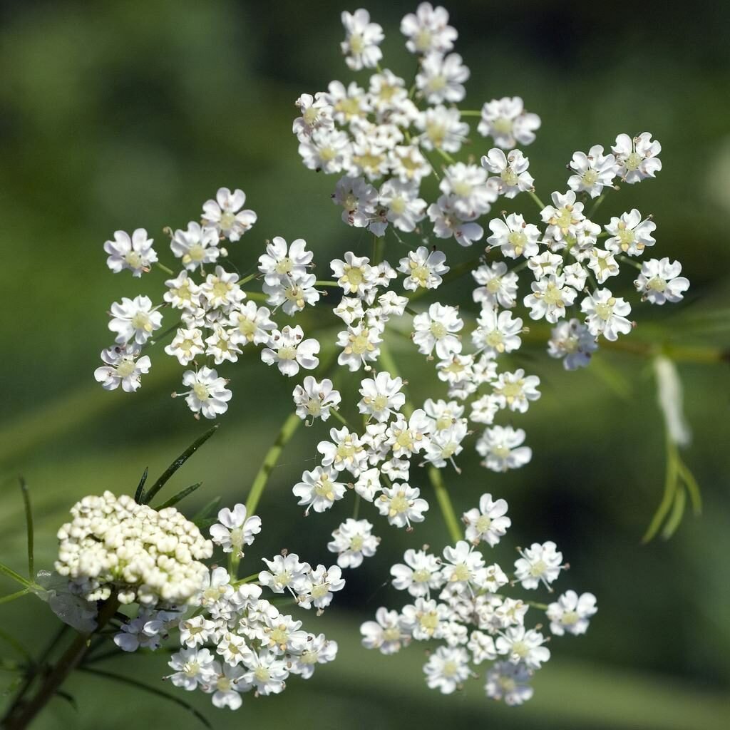 cumin plant