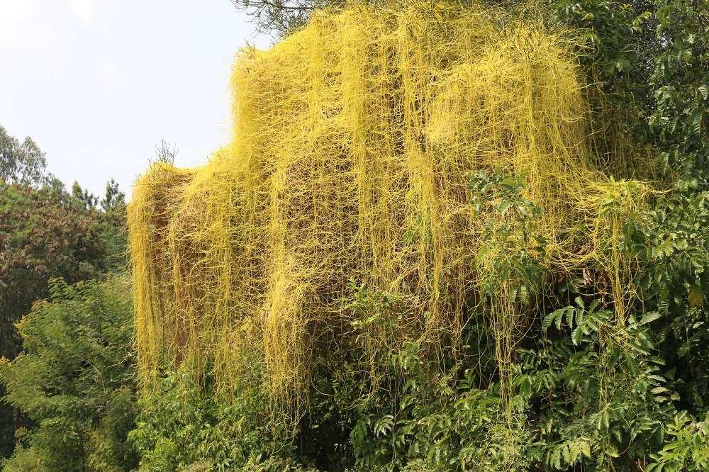 dodder plant