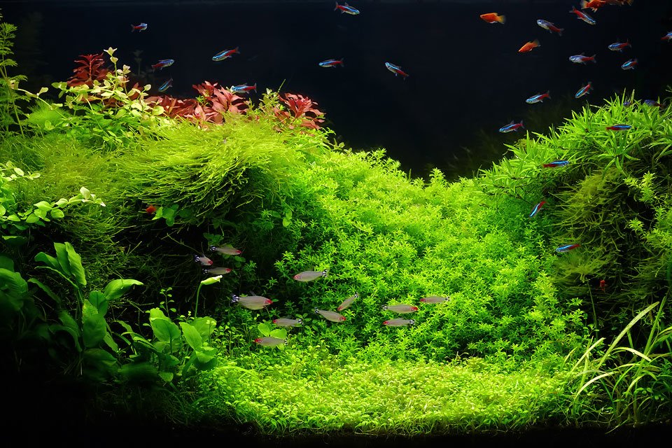 fish tank plant fertiliser