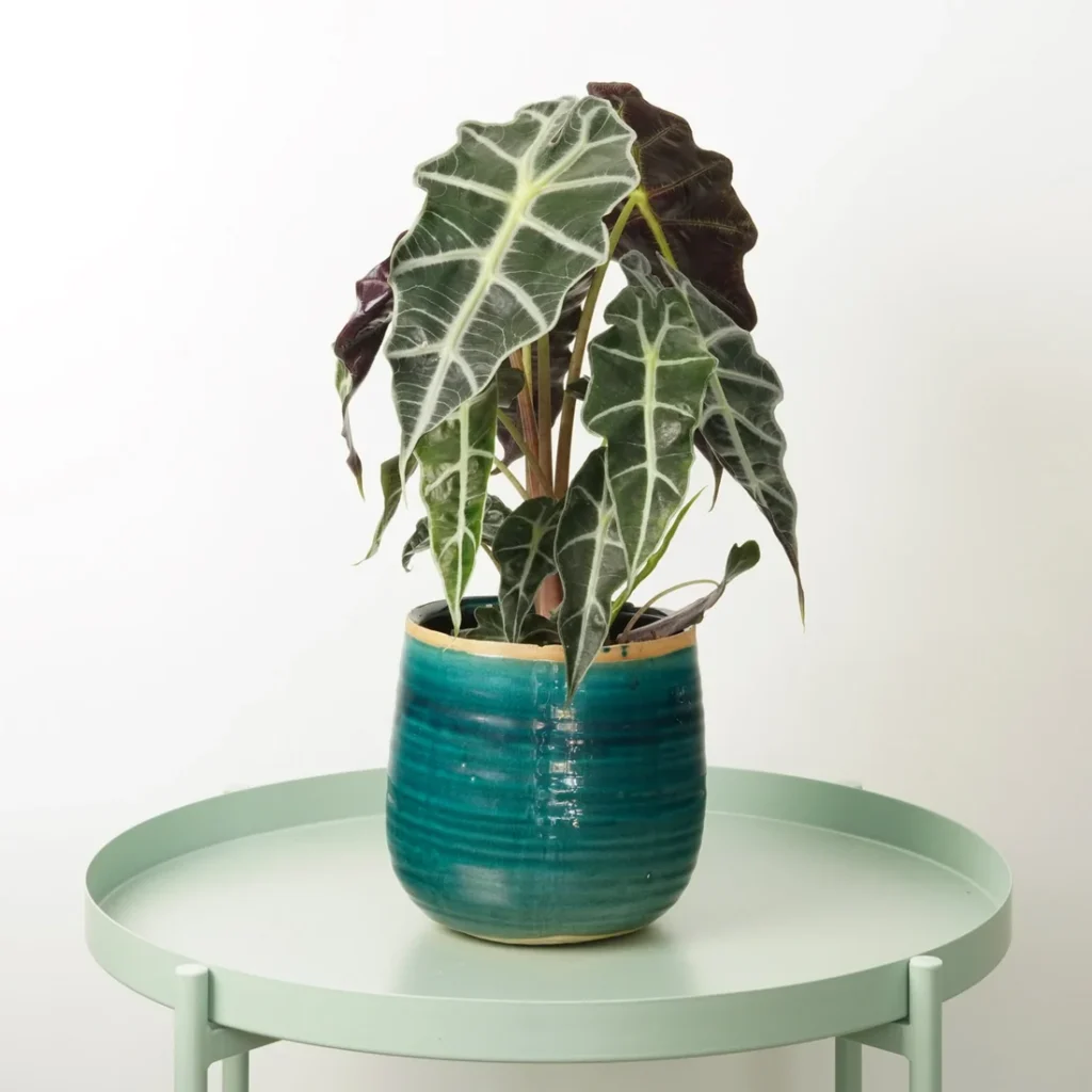 elephant ear plant indoor