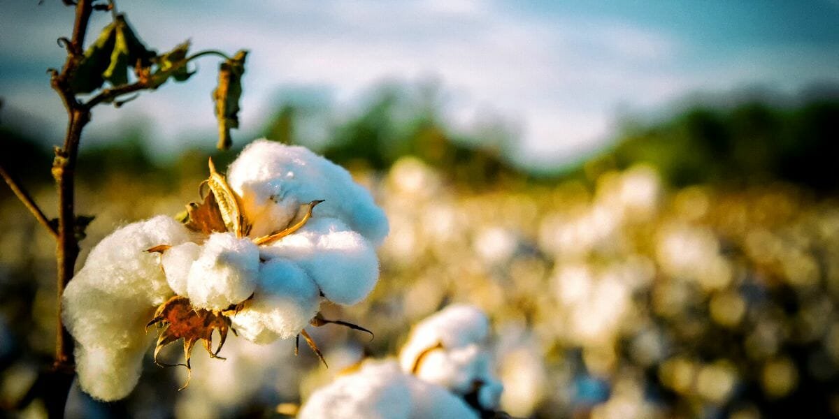 cotton plant arkansas