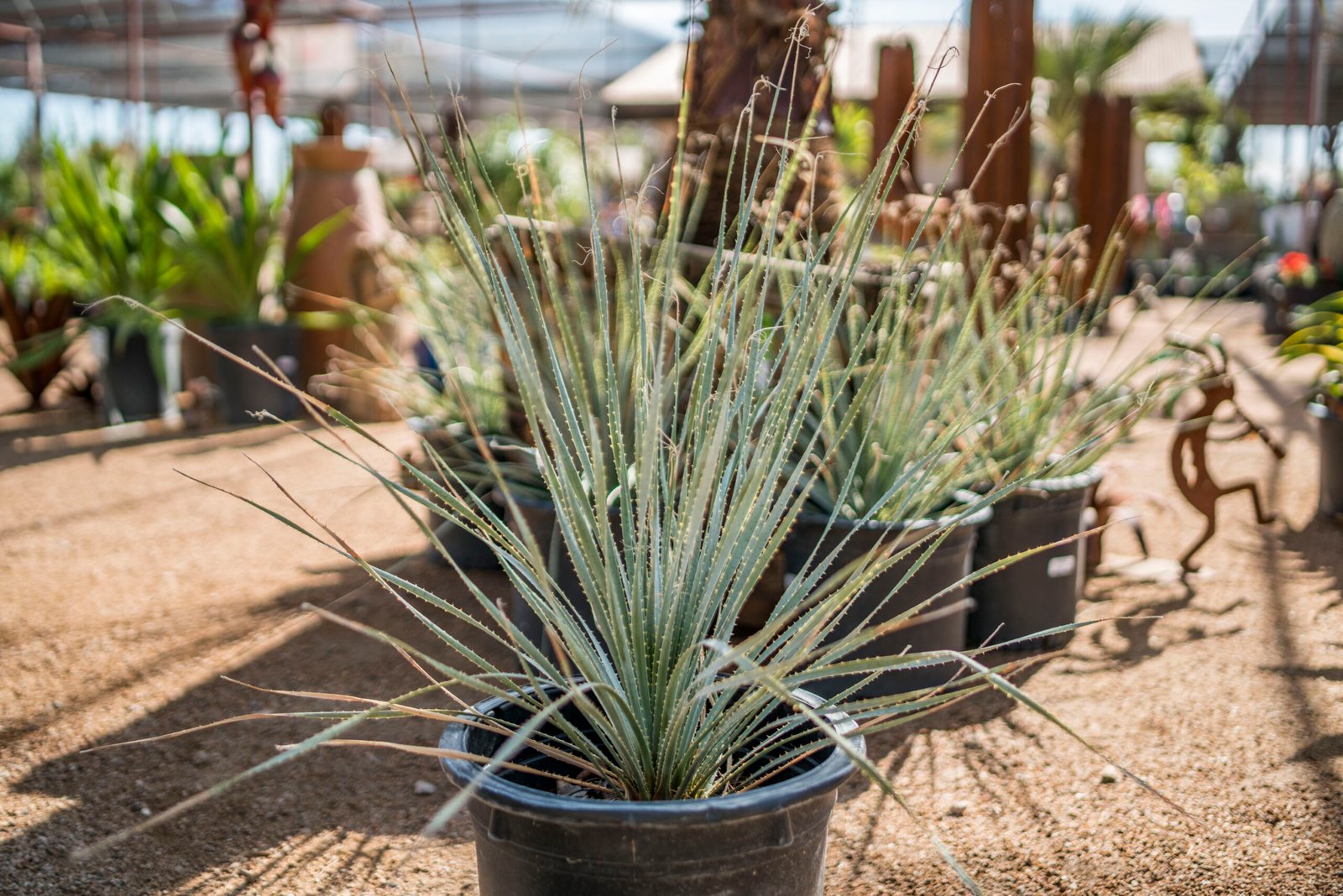 desert spoon plant