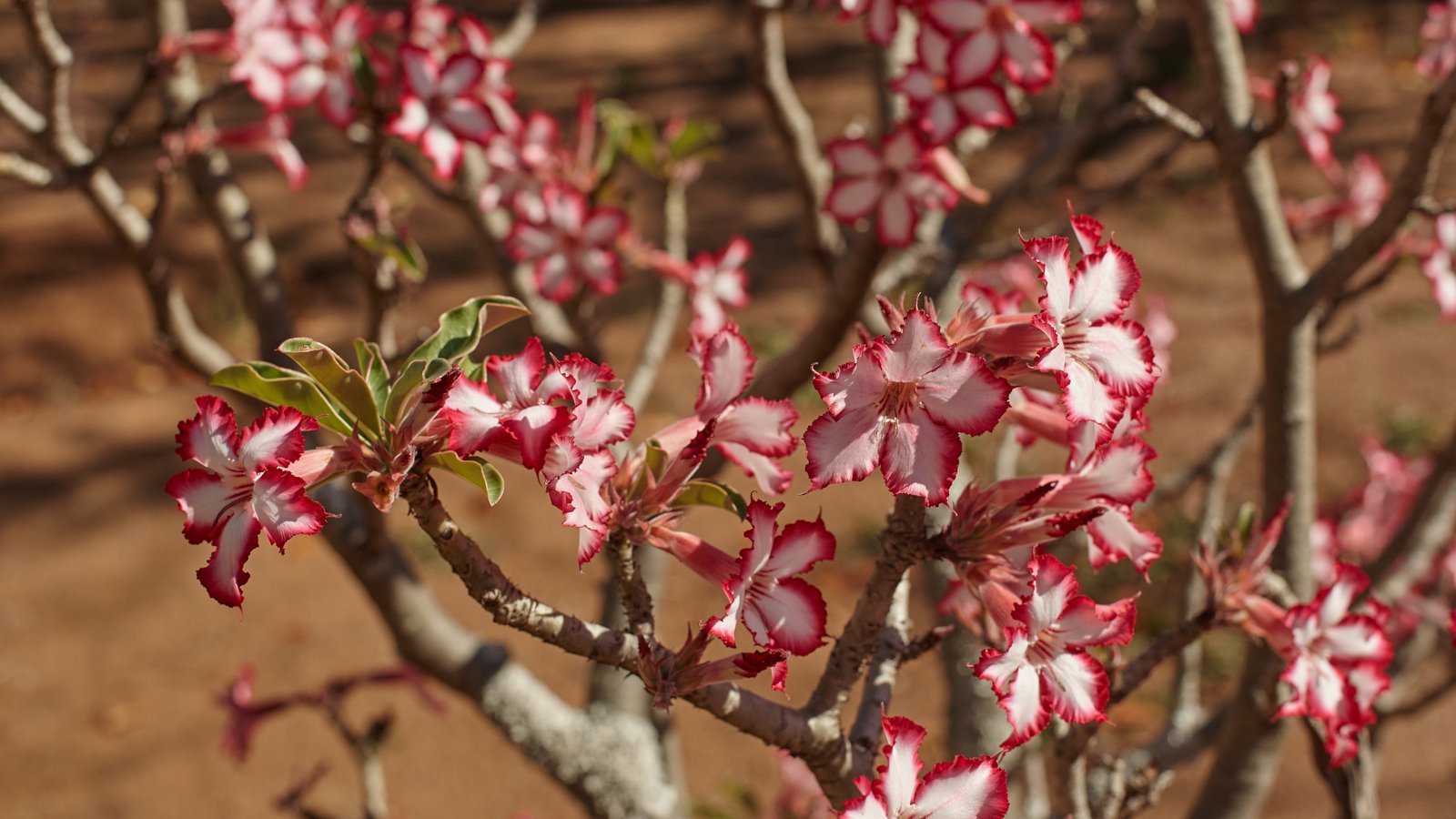 desert rose plants