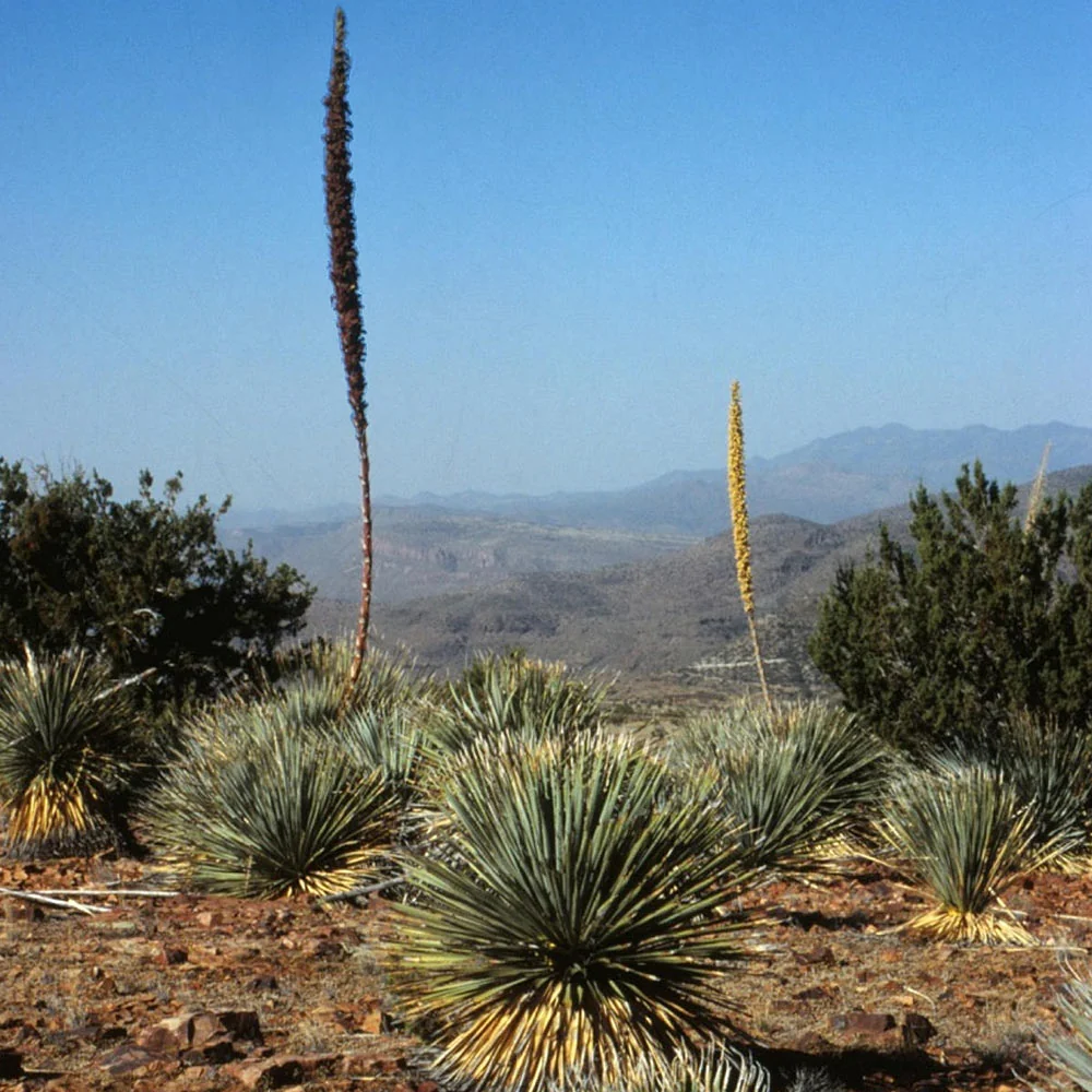 desert spoon plant