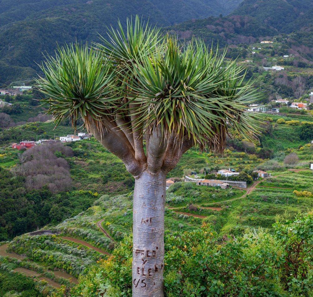 dragon tree plant