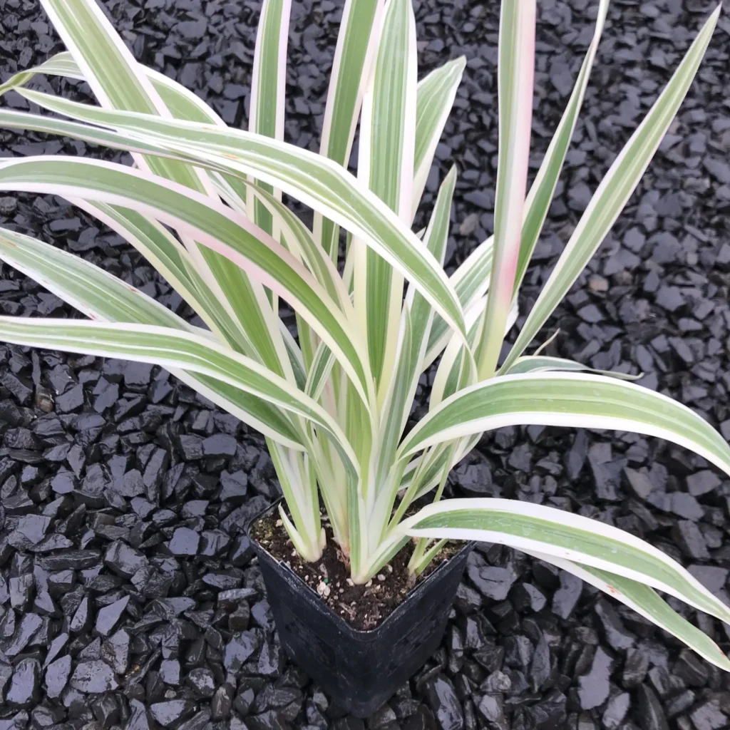 dianella flax lily plant