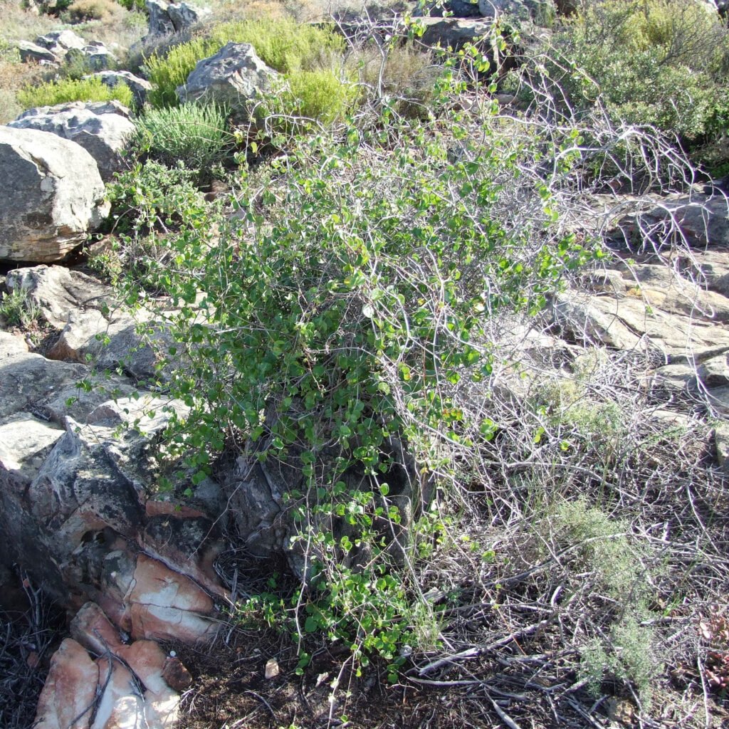 elephant foot plant