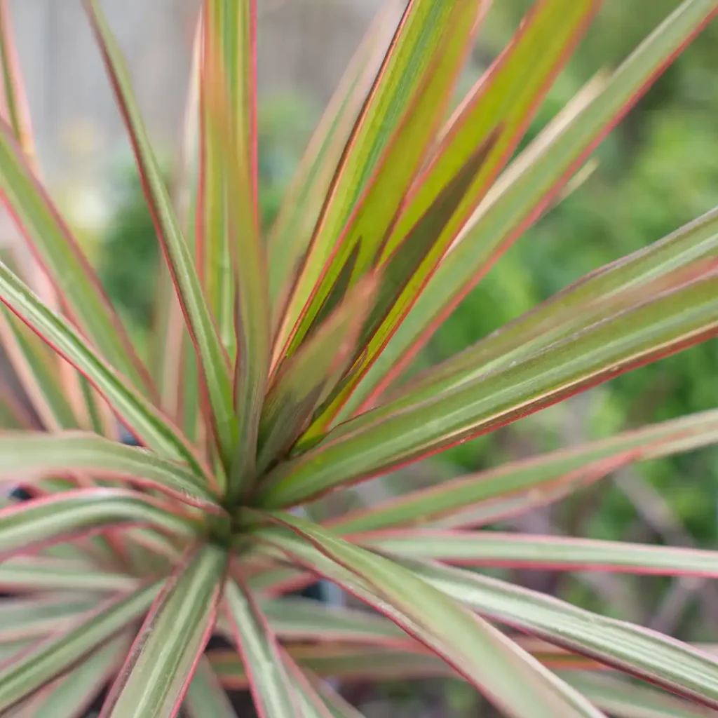 dracaena spike plant