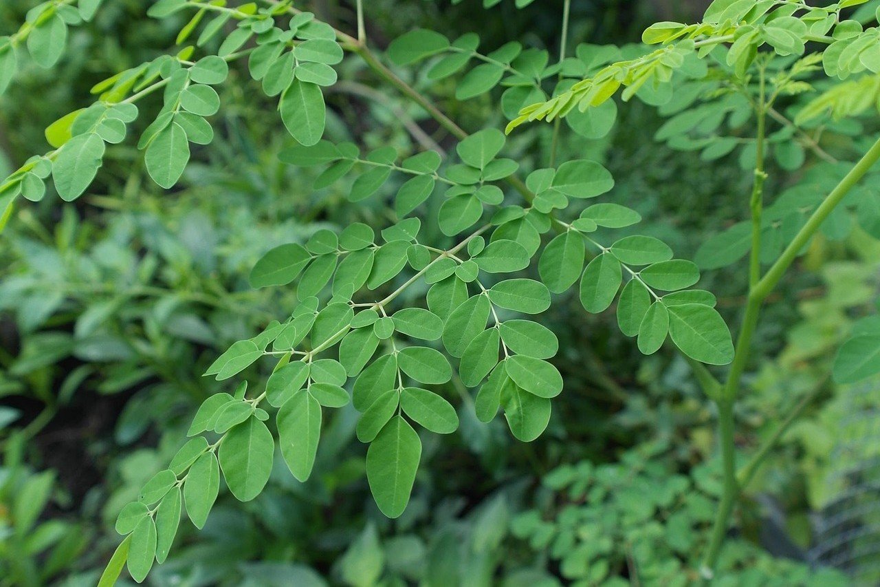 drumstick plant leaves