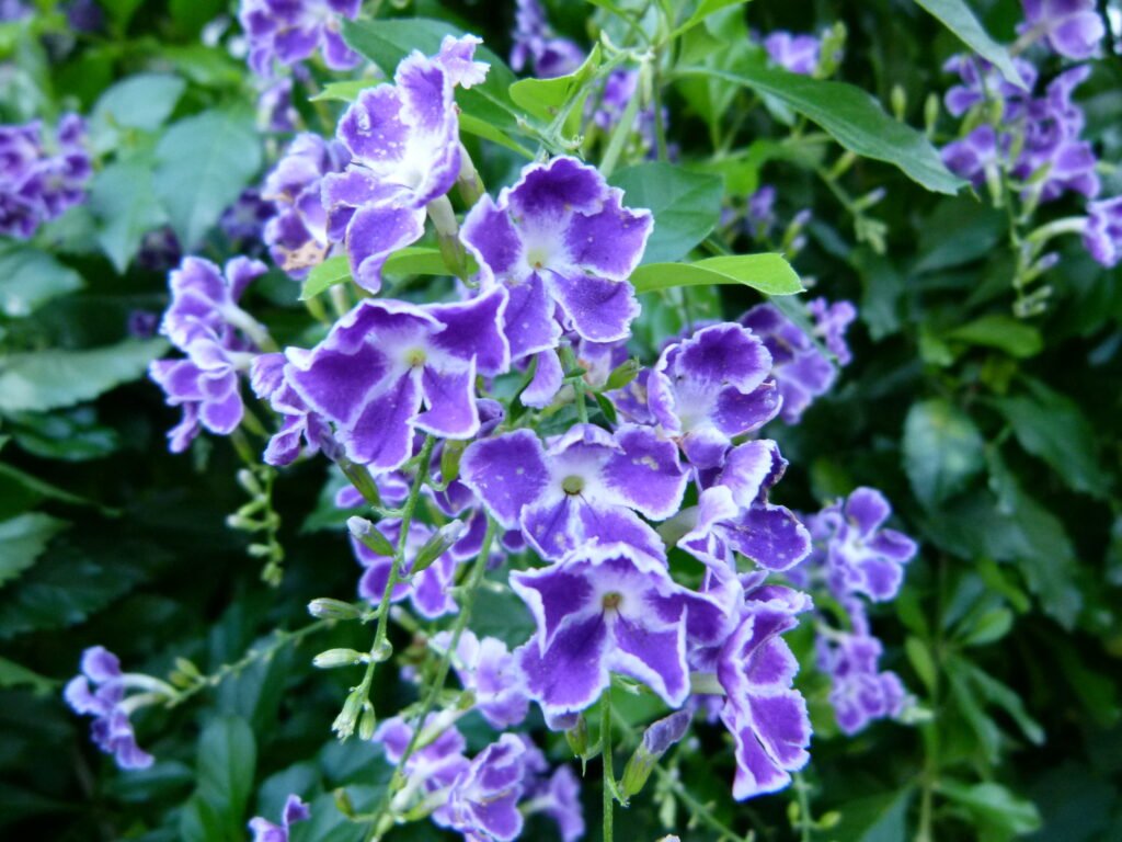 duranta erecta plant