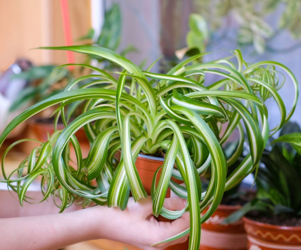 curly spider plant