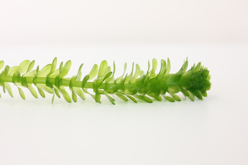 elodea plant