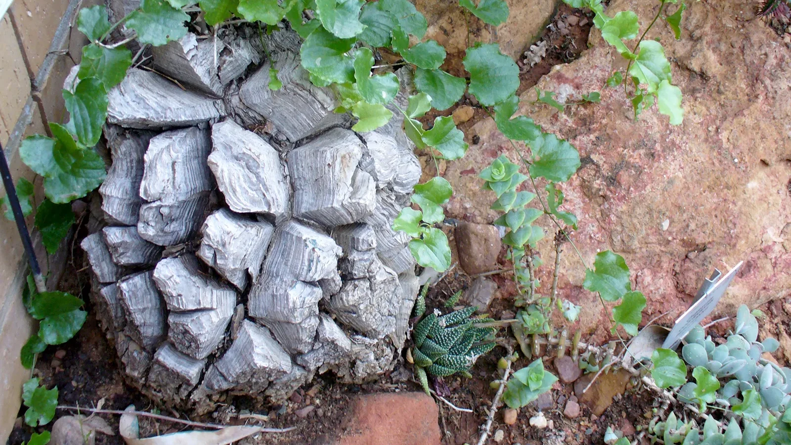 elephant foot plant