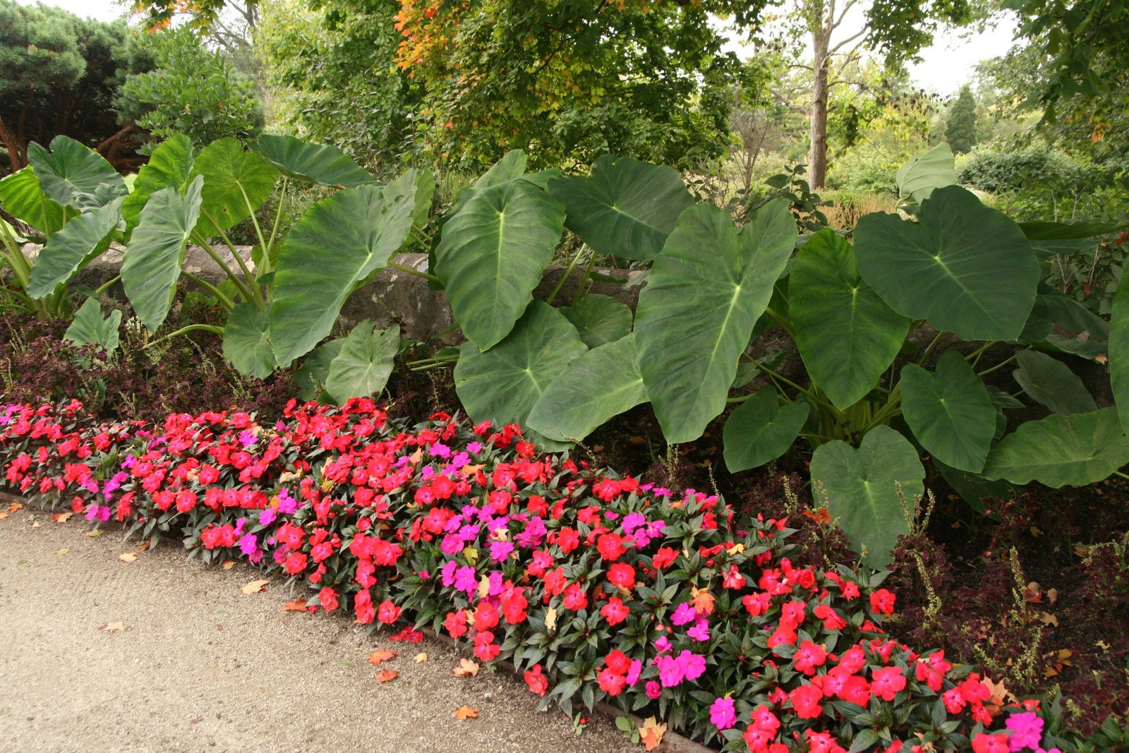 elephant ear plant flower