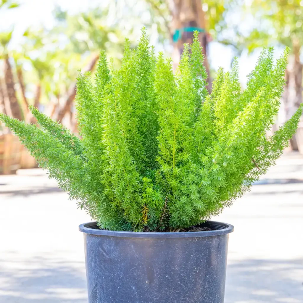 fox tail plant