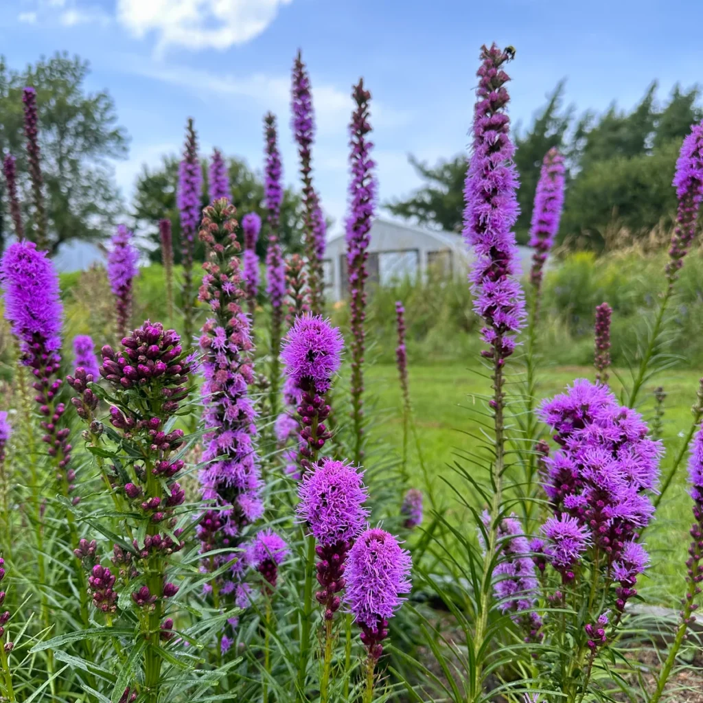gayfeather plant