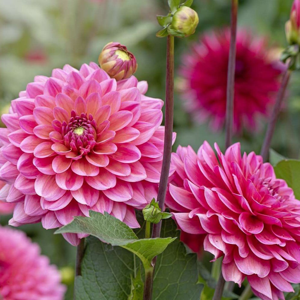 dahlia plant perennial