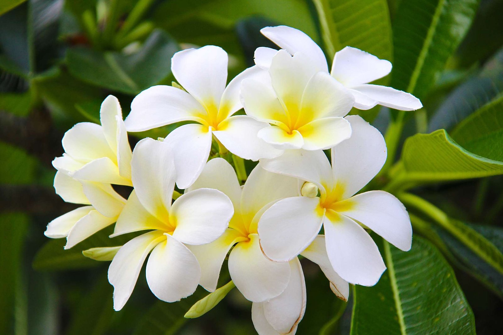 gardenia plants