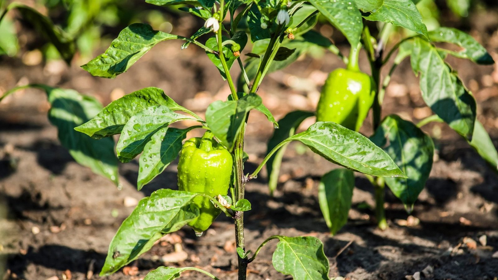 Green pepper plant care and growing guide