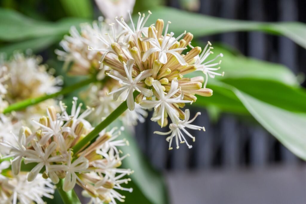 corn plant bloom flowers