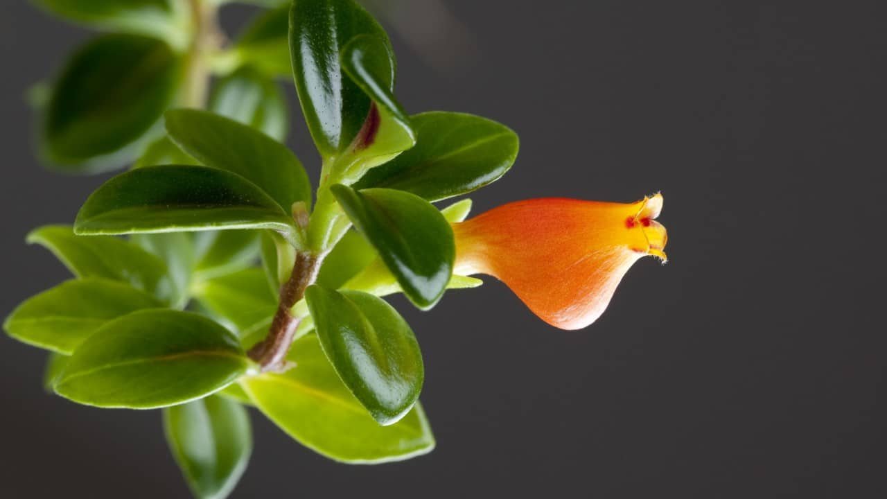gold fish plant