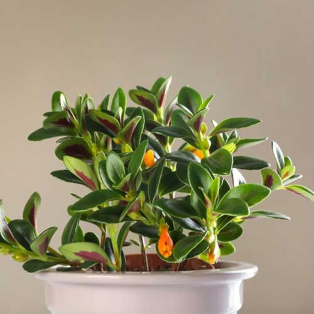 goldfish plant care