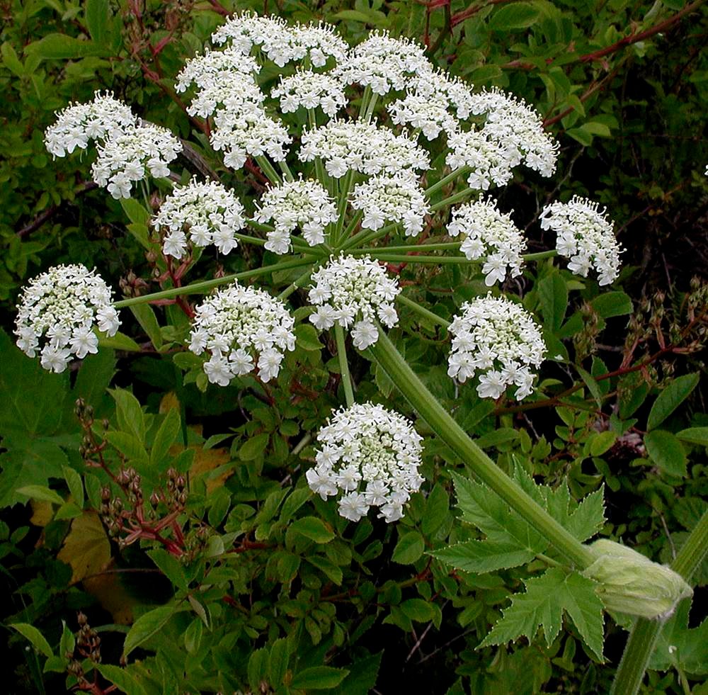 cow parsnip plant