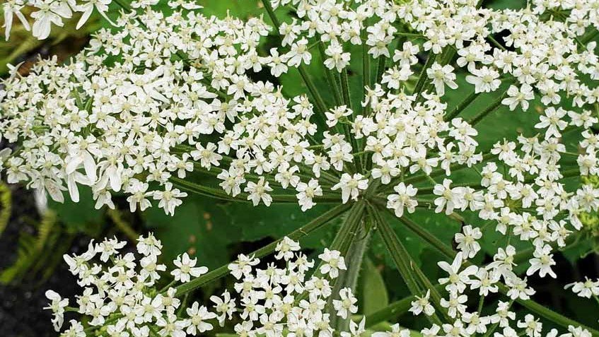 cow parsnip plant