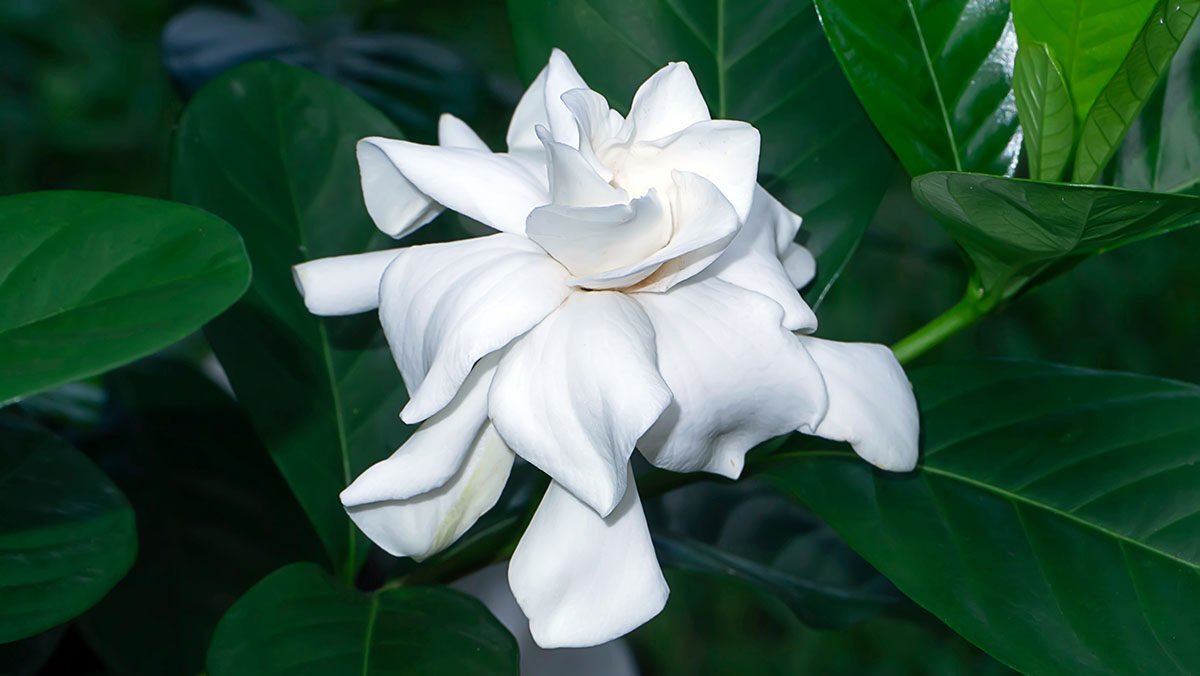 gardenia plant care