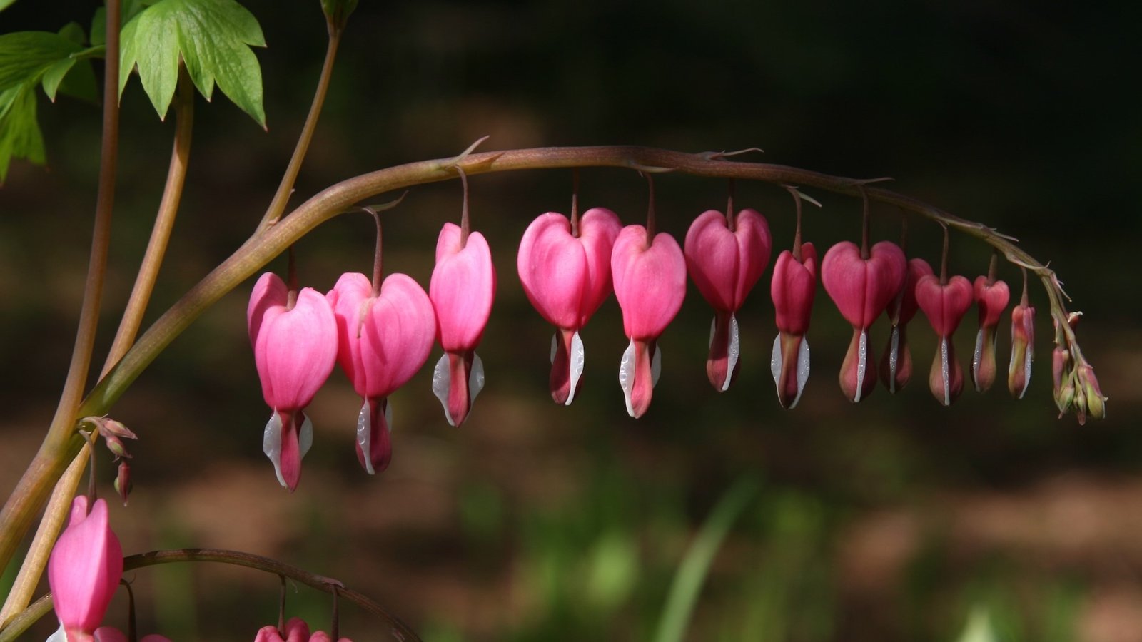 dicentra plant