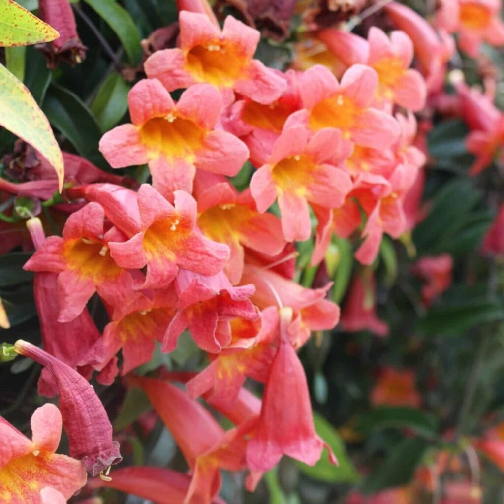 crossvine plant