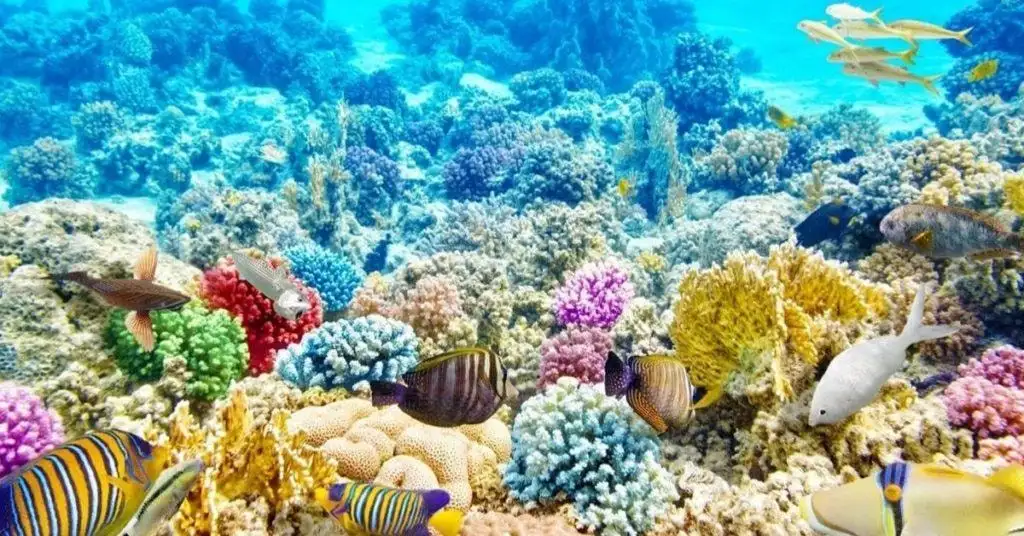 coral reef plants