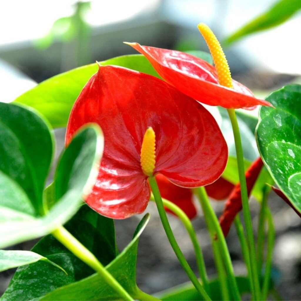 flamingo flower plant