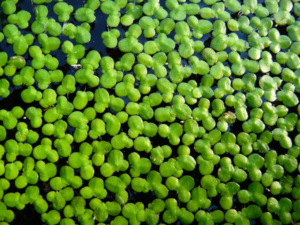 duckweed plant