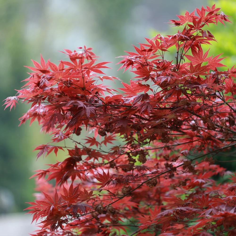 forest plants