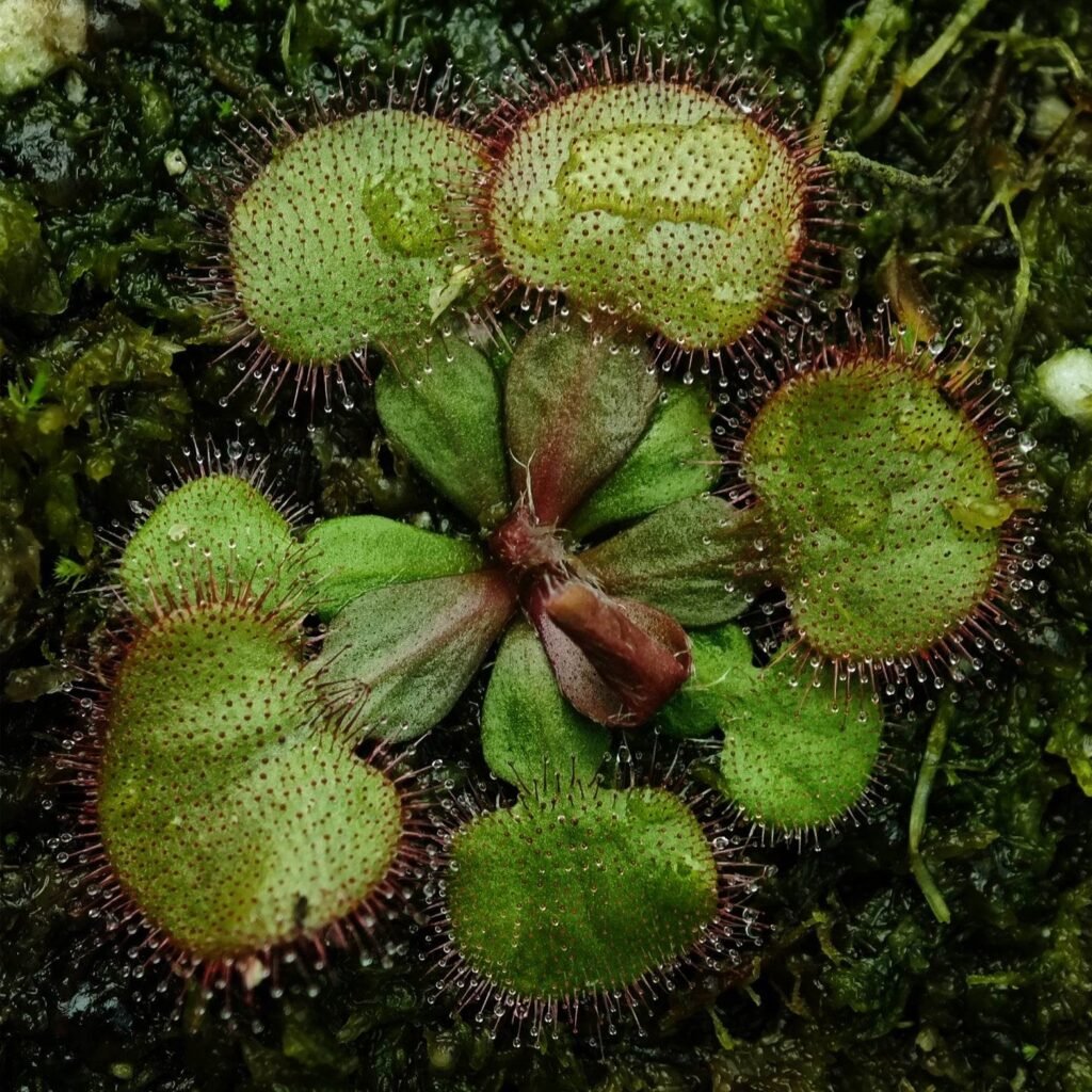 drosera plant