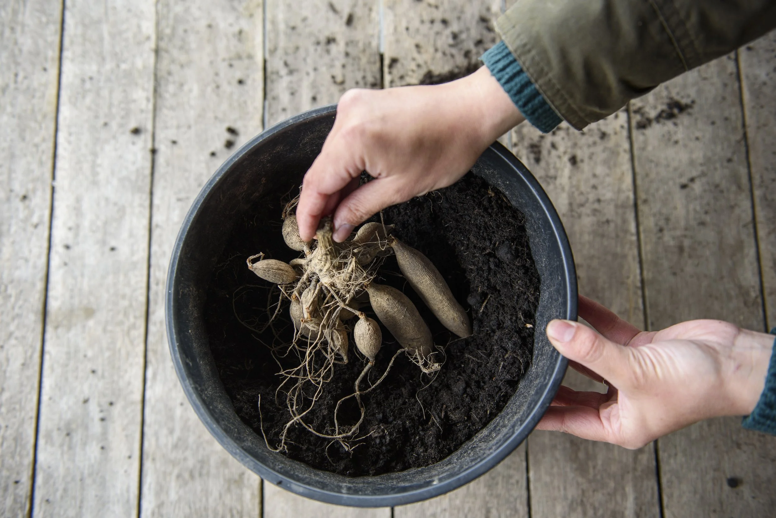 dahlia bulbs when to plant