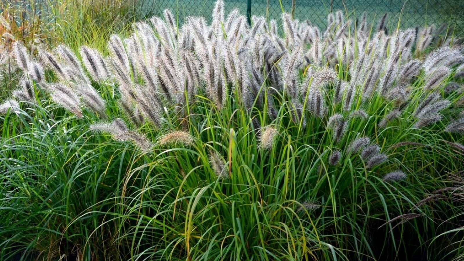 decorative grass plants
