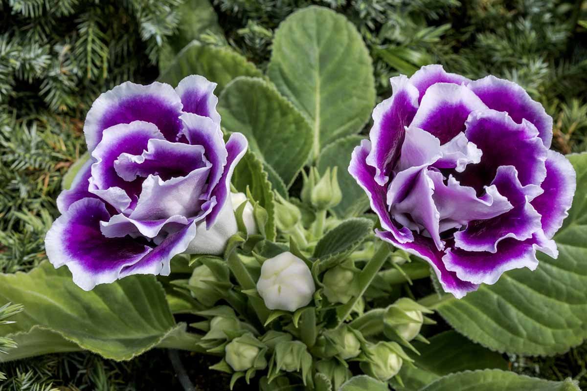 gloxinia plant