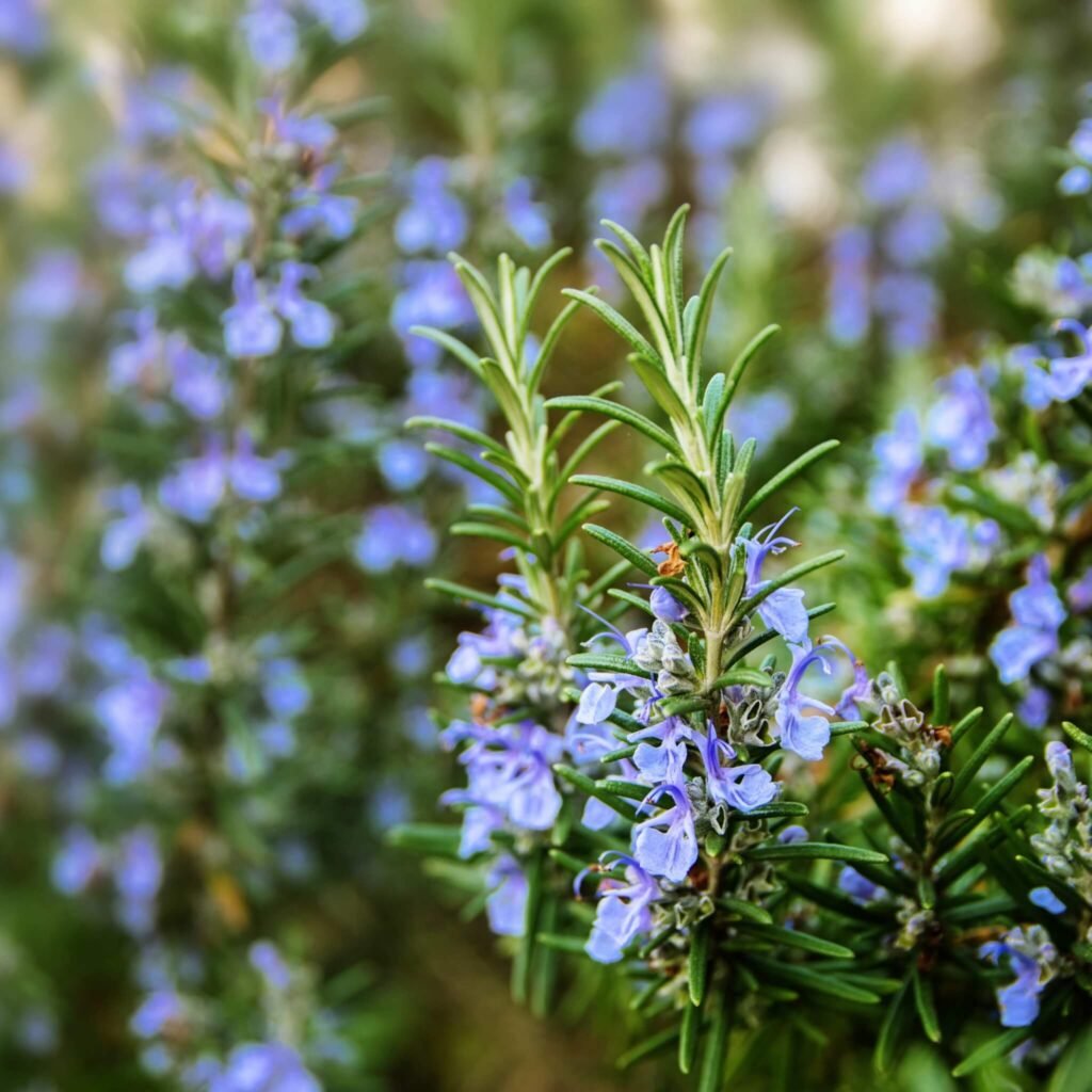 creeping rosemary plant